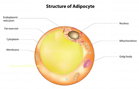 Adipocyte Diagram Vector – Free & Premium Fat Cell Vector Graphics