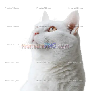 Related image: Adorable Ginger Kitten in Joyful Pose Isolated on Transparent Background