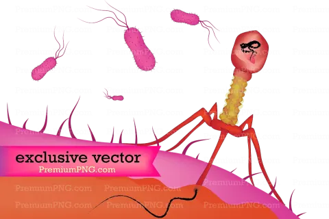 Bacteriophage attacking bacteria