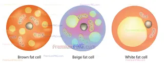 Related image: Classification of Fat Cells - White, Brown, and Beige Adipocytes