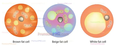 Classification of Fat Cells - White, Brown, and Beige Adipocytes