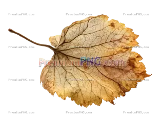 Related image: Dry Brown Autumn Leaf Isolated on Transparent Background