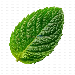 Related image: Fresh Green Mint Leaf Isolated on Transparent Background
