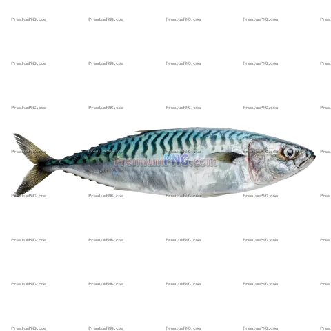 Fresh Mackerel Fish Stock Photo | Transparent Background PNG, WEBP, JPG