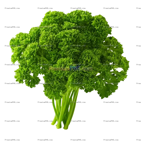 Fresh Organic Parsley Branch Isolated on Transparent Background