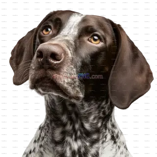 Related image: German Shorthaired Pointer Isolated on Transparent Background | PNG