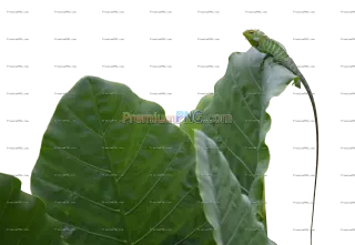 Related image: Hidden Green Lizard on Leaf – Camouflaged Reptile Wildlife Exclusive Image