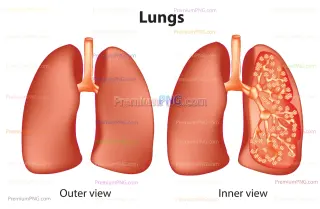 Related image: Human Lungs: inner and outer view vector eps
