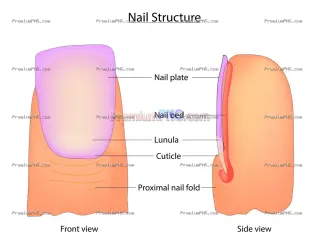 Related image: Human Nail Structure Diagram – Detailed Anatomical Breakdown of Fingernail Layers and Parts