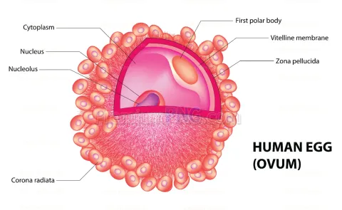 Human ovum diagram