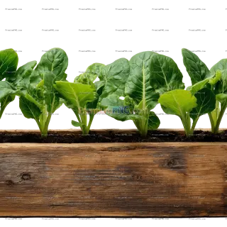 Related image: Young leafy green plants growing in a wooden planter box