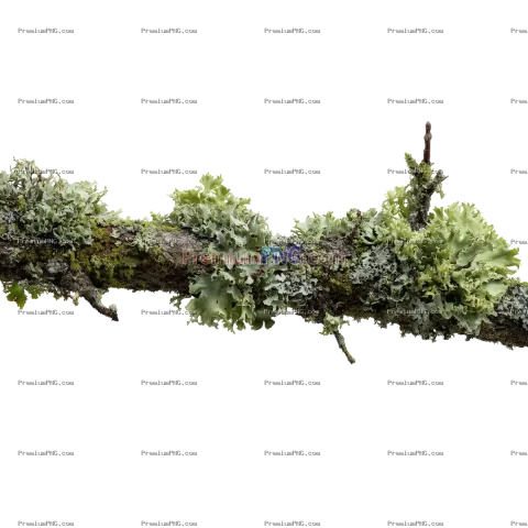 Lush Mossy Branch Covered in Lichen Isolated on Transparent Background