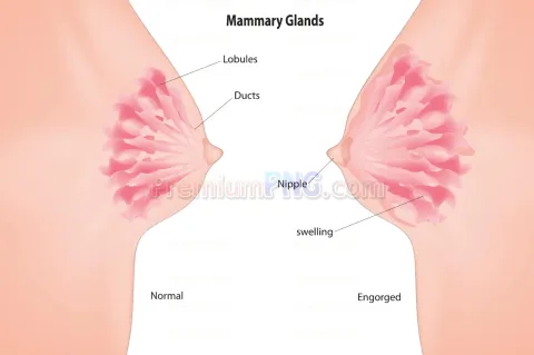 Mammary glands vector eps