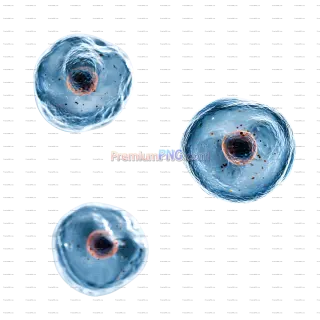 Related image: Microscopic View of Cells with Visible Nuclei PNG