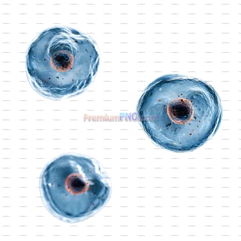 Microscopic View of Cells with Visible Nuclei PNG