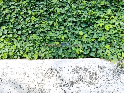 Morning Creeping Tick-Trefoil Transparent PNG – Exclusive Botanical Plant Image