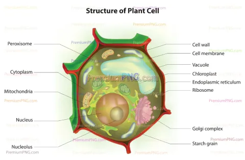Plant Cell Diagram Vector EPS – Labeled Eukaryotic Cell Structure & Organelles