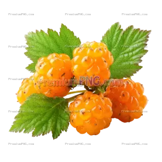 Related image: Ripe Cloudberries with Green Leaves Isolated on Transparent Background