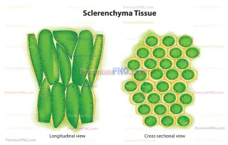 Related image: Sclerenchyma Cell Structure Vector EPS – Plant Anatomy & Plant Cell Tissue Diagram