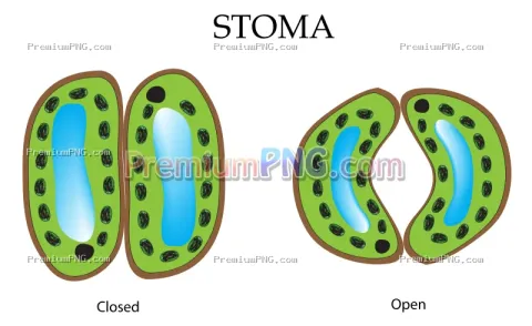 Stomata Structure Vector EPS