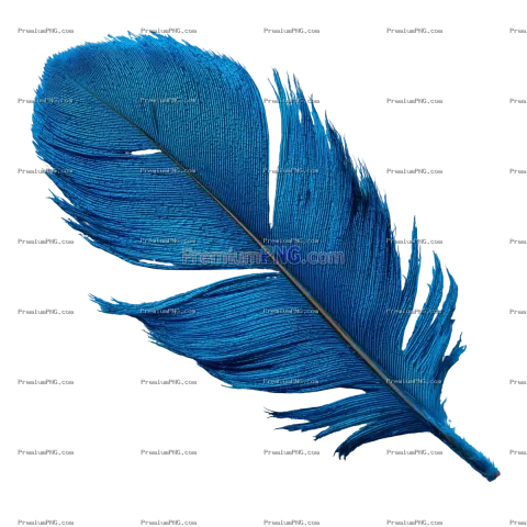 Vibrant Blue Feather Photography | Transparent Background Stock Photo