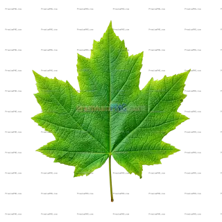 Related image: Vibrant green maple leaf isolated against a isolated background depicting nature and botanical detai