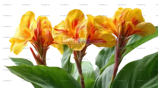 Related image: Yellow and Red Canna Lily Flowers with Lush Green Foliage Isolated on Transparent Background